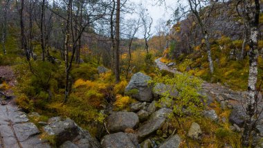 Kayalık yolu ve çıplak ağaçları olan manzaralı bir sonbahar ormanı..
