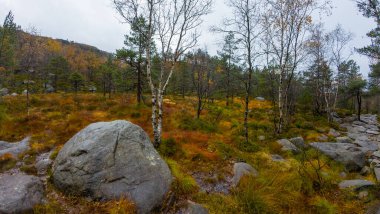 Huş ağaçları, kayalar ve renkli yapraklarla sakin bir sonbahar ormanı sahnesi.