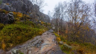 Sonbahar yaprakları ve çıplak ağaçlarıyla sisli bir ormanda kayalık bir yürüyüş yolu..