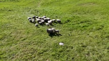 Bir koyun sürüsü yemyeşil bir yamaçta otluyor.