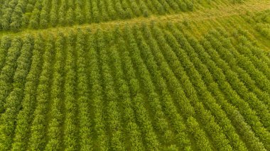 Ağaçlardan sıralanmış yemyeşil bir meyve bahçesinin havadan görünüşü.