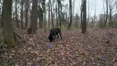 Kara bir köpek düşmüş yaprakları ve seyrek ağaçlarıyla bir ormanda toprağı kokluyor..