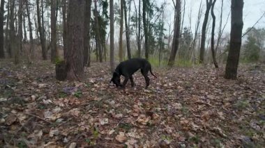Dağılmış mor çiçekleri olan bir ormanda toprağı koklayan siyah bir köpek..