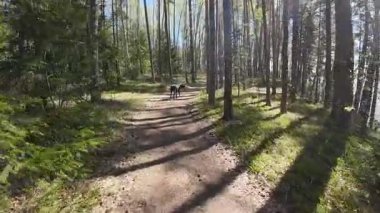 Uzun ağaçlar ve uzakta bir köpek olan sakin bir orman yolu..