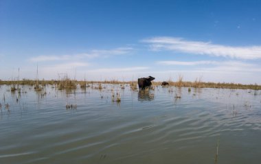Bir bufalo, açık mavi gökyüzünün altında, uzun otlarla çevrili sığ bir suda duruyor..