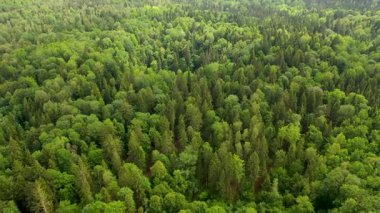 Yoğun bir ağaç gölgesiyle yemyeşil bir ormanın havadan görünüşü, yeşilin çeşitli tonlarını ve kozalaklı ve yaprak döken ağaçların karışımını sergiliyor..
