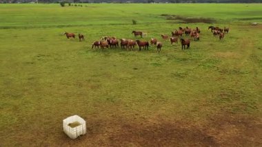 Uçsuz bucaksız yeşil çayırlarda otlayan kahverengi at sürüsünün havadan görünüşü..