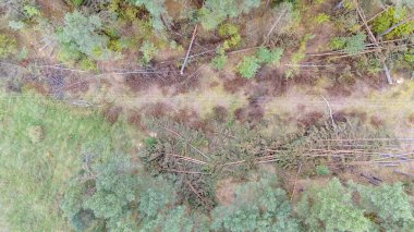 Ağaçları ve elektrik hatlarını kesen bir orman manzarası..