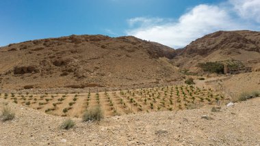 Açık mavi gökyüzünün altında kayalık tepelerle çevrili, genç bitkilerden oluşan küçük ekili bir çöl manzarası..