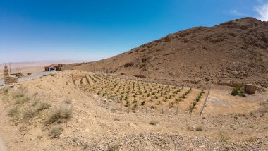 Çölün ortasında kayalık tepelerle çevrili küçük bir üzüm bağının panoramik görüntüsü. Üzüm bağında, kurak çevre ile çelişen, düzgün sıralanmış yeşil üzüm bağları bulunuyor..