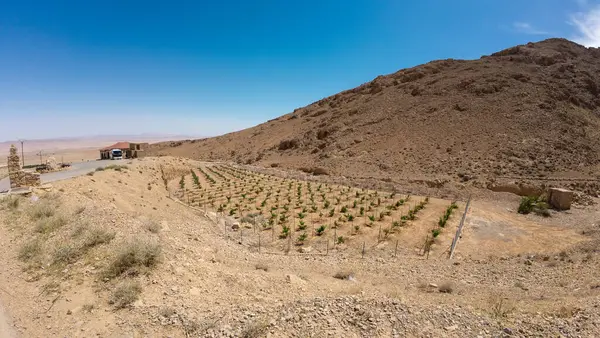 Çölün ortasında kayalık tepelerle çevrili küçük bir üzüm bağının panoramik görüntüsü. Üzüm bağında, kurak çevre ile çelişen, düzgün sıralanmış yeşil üzüm bağları bulunuyor..