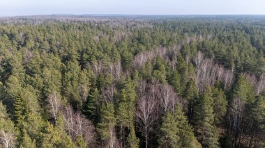 Bitmeyen yeşil ve yaprak döken ağaçlarla dolu sık bir ormanın havadan görünüşü..