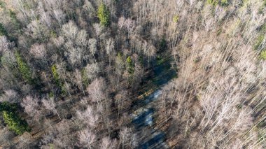 Çıplak ağaçlarla dolu sık bir ormanın havadan görünüşü ve dar bir patika..