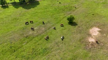 Otlayan bir grup at ve yalnız bir ağaç olan çimenli bir tarlanın havadan görünüşü..