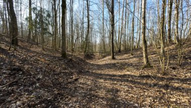 Çırılçıplak ağaçlarla çevrili, yapraklarla kaplı sakin bir orman yolu..