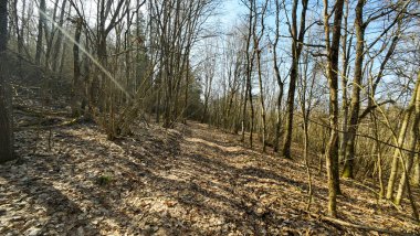 Baharın başında düşen yapraklarla kaplı sakin bir orman yolu..