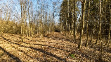 Baharın başında düşen yapraklarla kaplı sakin bir orman yolu..