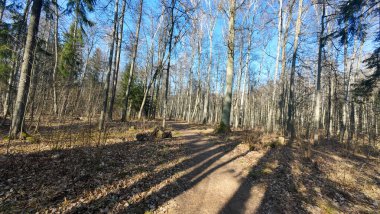 Çıplak ağaçlar ve açık mavi gökyüzü olan güneşli bir orman yolu..