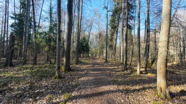 Berrak mavi gökyüzünün altında uzun ağaçlarla çevrili sakin bir orman yolu..