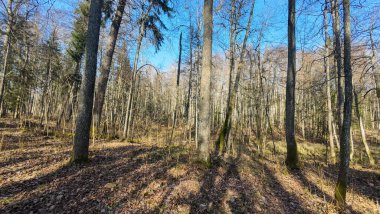 Berrak mavi gökyüzünün altında uzun ağaçlarla çevrili sakin bir orman yolu..
