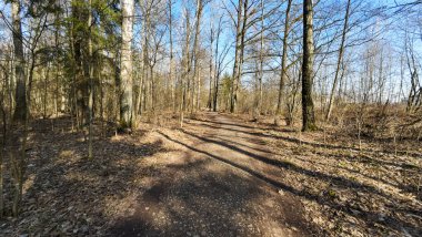 Çıplak ağaçlar ve açık mavi gökyüzü olan sakin bir orman yolu..