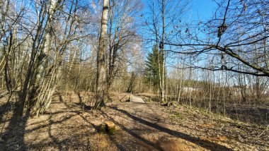Çıplak ağaçlar ve açık mavi gökyüzü olan sakin bir orman yolu..