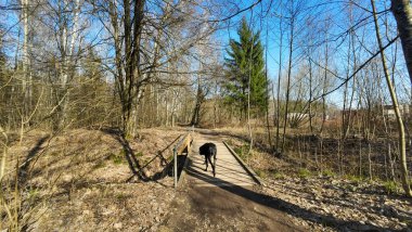 Baharın başında ormanda tahta bir köprüde yürüyen siyah bir köpek..