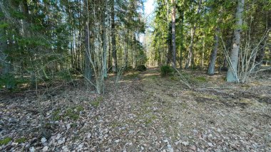 Uzun ağaçlar ve yapraklarla kaplı bir orman sahnesi.