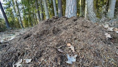 Çam ağaçları ve düşen yapraklarla ormandaki büyük karınca tepesi.