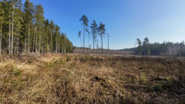 Uzun ağaçlar ve açık mavi gökyüzü olan sakin bir orman manzarası..