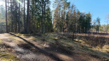 Uzun ağaçların arasından süzülen güneş ışığıyla sakin bir orman yolu..