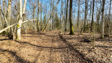 Baharın başında çıplak ağaçlarla çevrili sakin bir orman yolu..