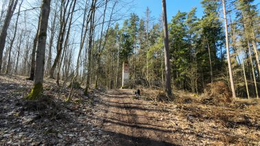 Uzun ağaçları ve yerde kuru yaprakları olan güneşli bir orman..