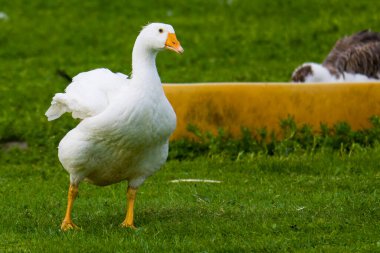 Domestic geese on a free-range farm clipart