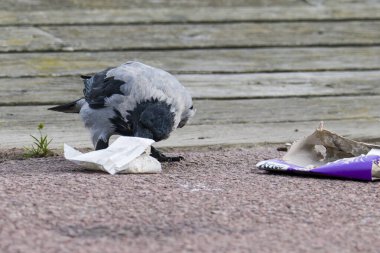 Hooded crow searches for discarded food in a parking lot clipart