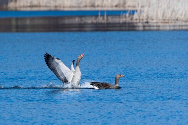 Greylag goose couple during courtship clipart