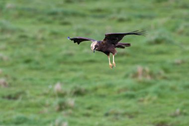 Western marsh harrier female hunting clipart