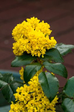 Berberis aquifolium, the Oregon grape or holly-leaved barberry clipart