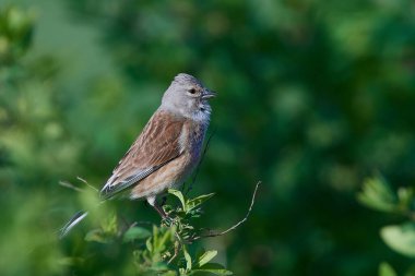 Common Linnet (Linaria cannabina) male in spring  clipart