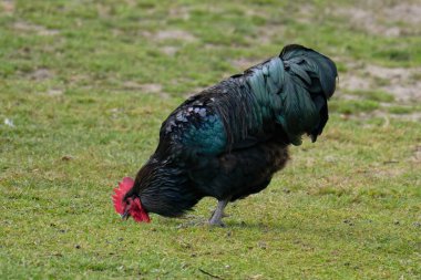 Australorp chickens on a farm clipart