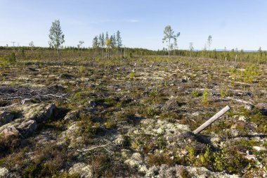 Huge areas of deforestation in Sweden in 2023 clipart