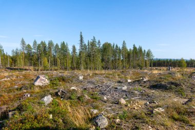 Huge areas of deforestation in Sweden in 2023 clipart