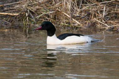 Male Common merganser in spring in Upper Lusatia clipart