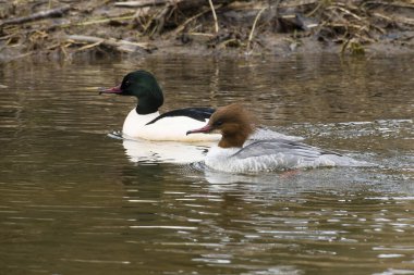 Common merganser in spring in Upper Lusatia clipart