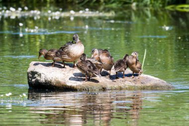 Mallard duckMallard duck chicks in spring in the Spree clipart