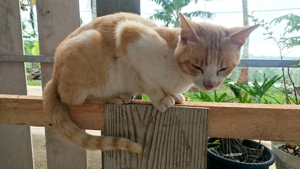 Çitin Üzerinde Uykulu Turuncu Kedi — Stok fotoğraf