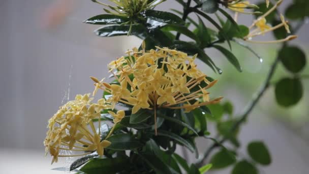 Nahaufnahme Von Gelben Ashoka Saraca Asoca Blumen Auf Starkem Regen — Stockvideo
