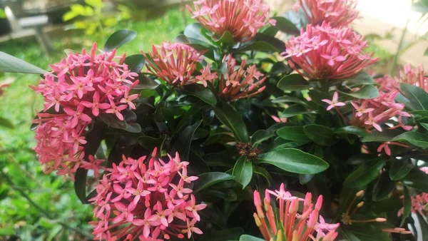 Närbild Ashoka Saraca Asoca Blomma Rosa Färg — Stockfoto