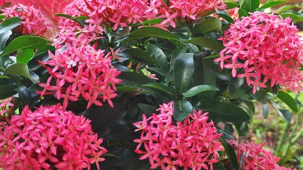 stock image Close up of Ashoka (Saraca asoca) flower in pink color