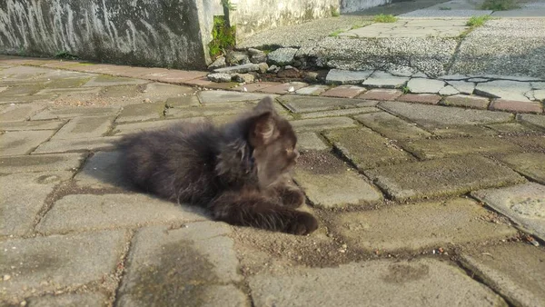 かわいい黒い子猫が路上でリラックスしています — ストック写真